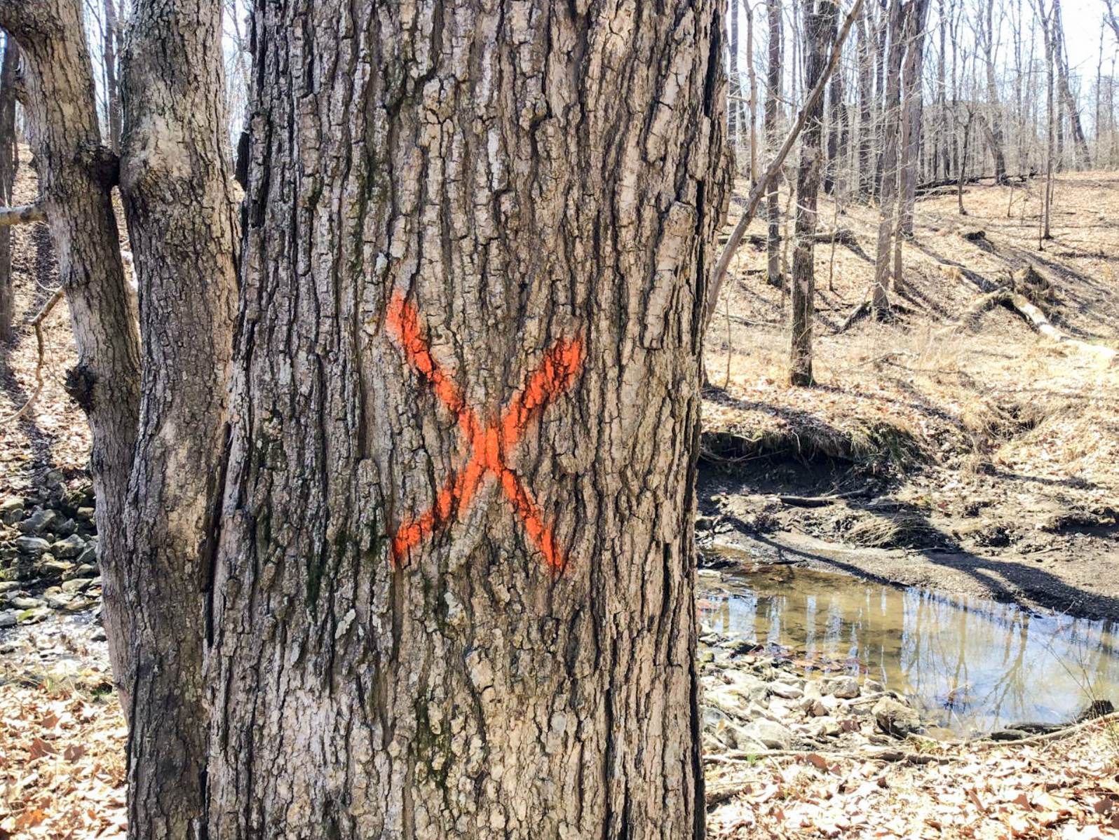 A tree marked with an “X” in spray paint in a wooded area.