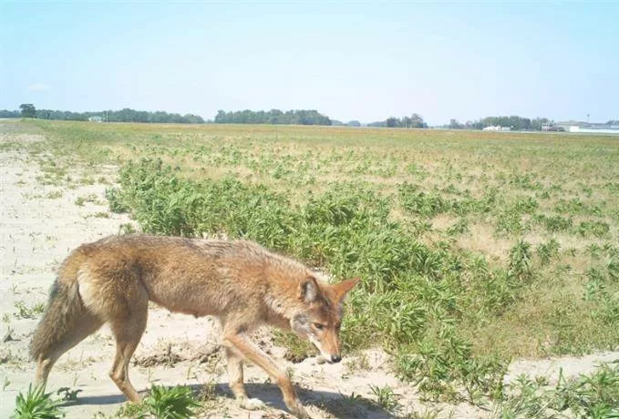 Coyote-at-Illinois-airport