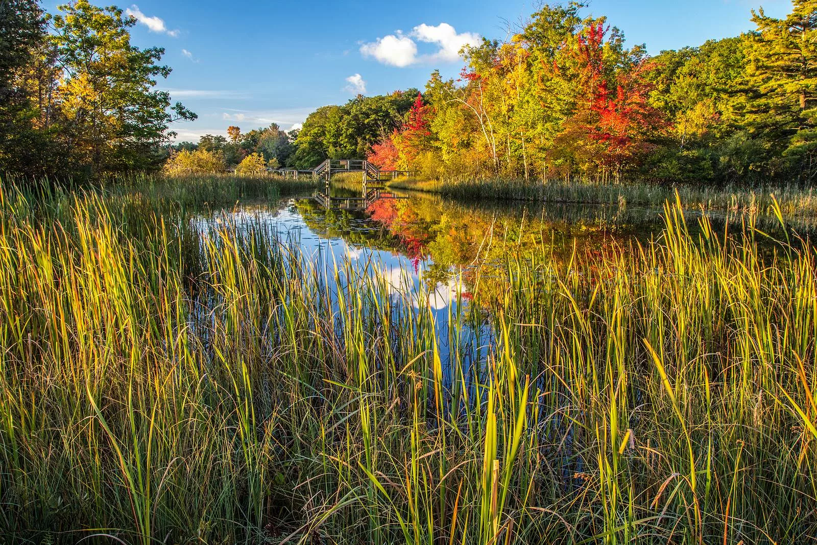 bigstock-Autumn-Wilderness-Wetlands-Bac-401914595