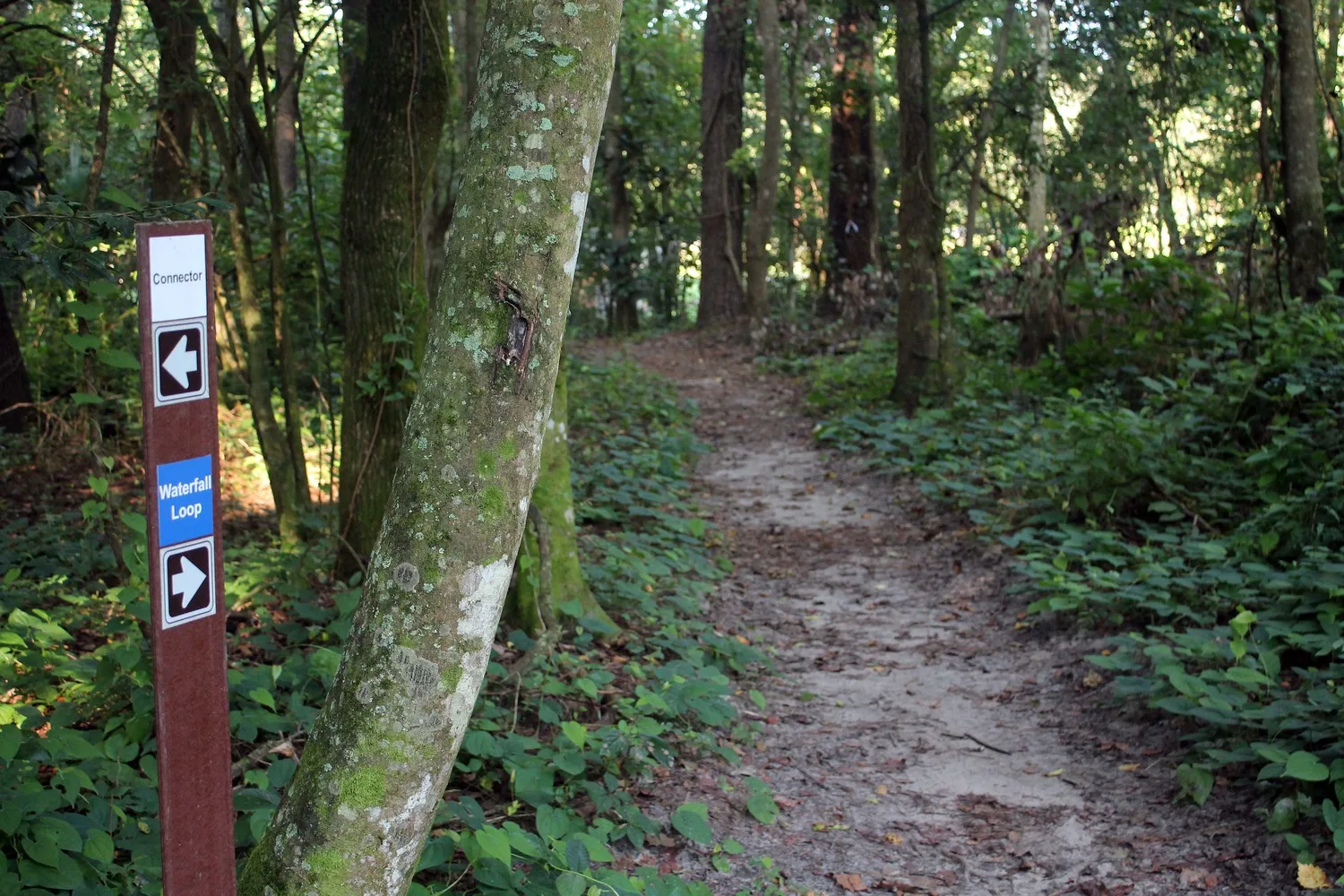 Path through trees in wooded area with sign at left